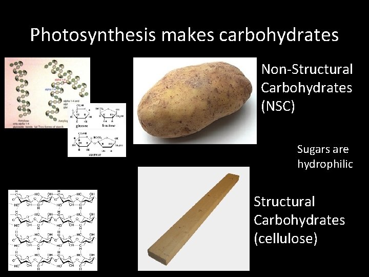 Photosynthesis makes carbohydrates Non‐Structural Carbohydrates (NSC) Sugars are hydrophilic Structural Carbohydrates (cellulose) 
