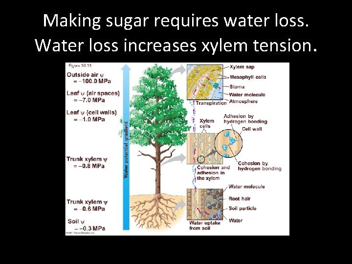 Making sugar requires water loss. Water loss increases xylem tension. 