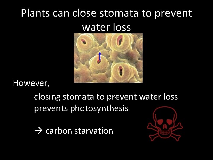 Plants can close stomata to prevent water loss However, closing stomata to prevent water