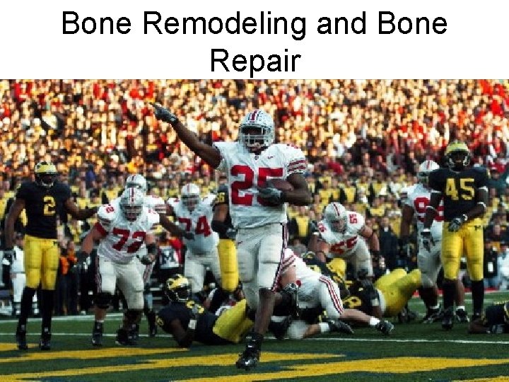 Bone Remodeling and Bone Repair 