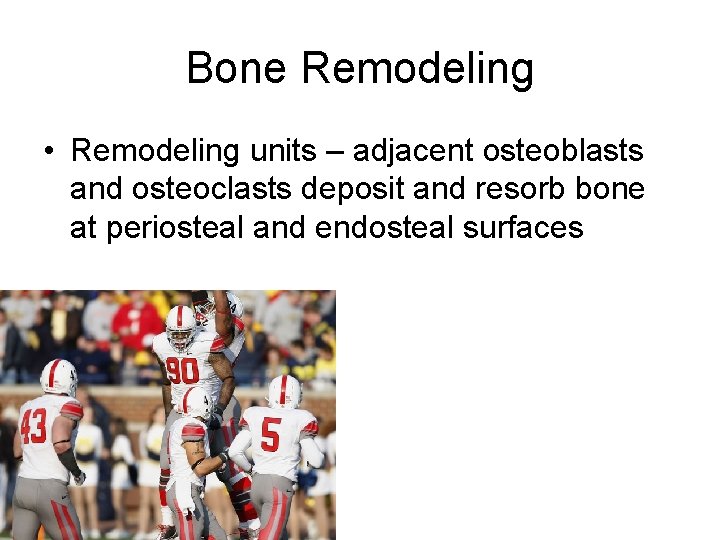 Bone Remodeling • Remodeling units – adjacent osteoblasts and osteoclasts deposit and resorb bone