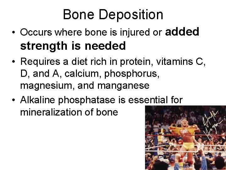 Bone Deposition • Occurs where bone is injured or added strength is needed •