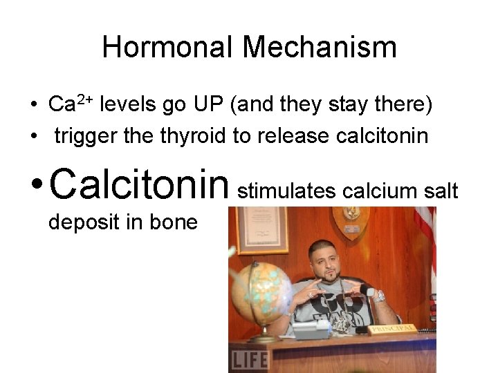 Hormonal Mechanism • Ca 2+ levels go UP (and they stay there) • trigger