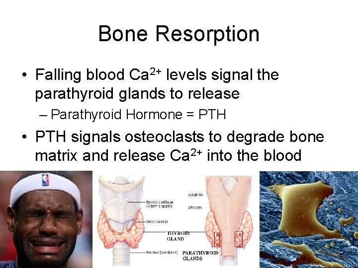 Bone Resorption • Falling blood Ca 2+ levels signal the parathyroid glands to release