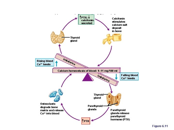 Hormonal Control of Blood Calcitonin Ca PTH; calcitonin secreted stimulates calcium salt deposit in