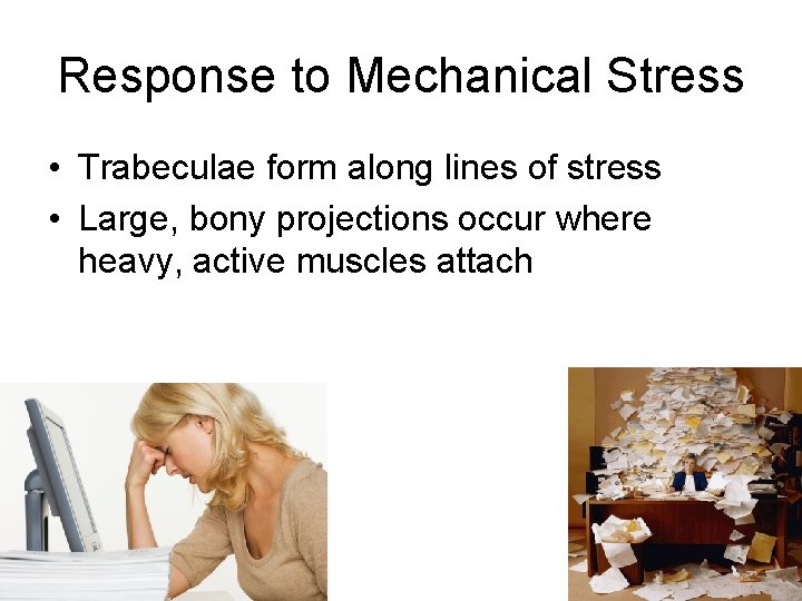 Response to Mechanical Stress • Trabeculae form along lines of stress • Large, bony