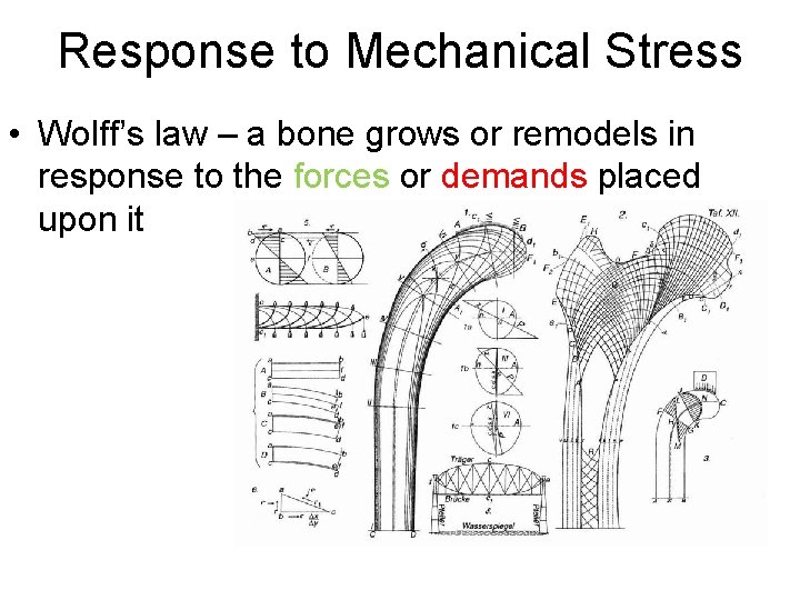 Response to Mechanical Stress • Wolff’s law – a bone grows or remodels in