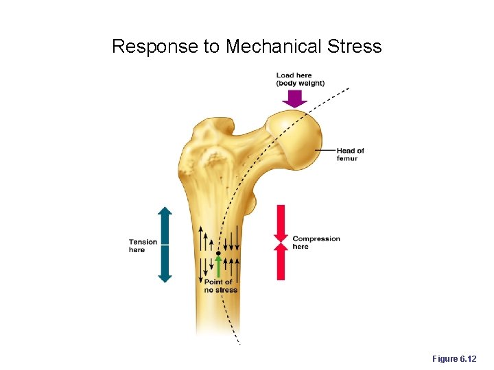 Response to Mechanical Stress Figure 6. 12 