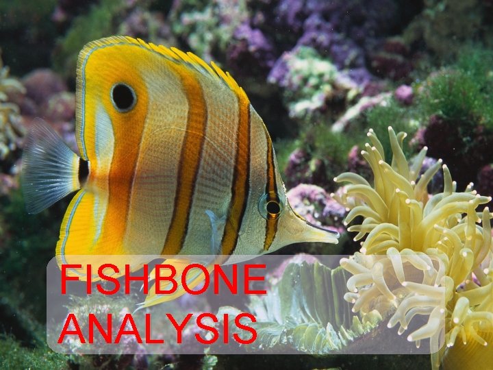 FISHBONE ANALYSIS 