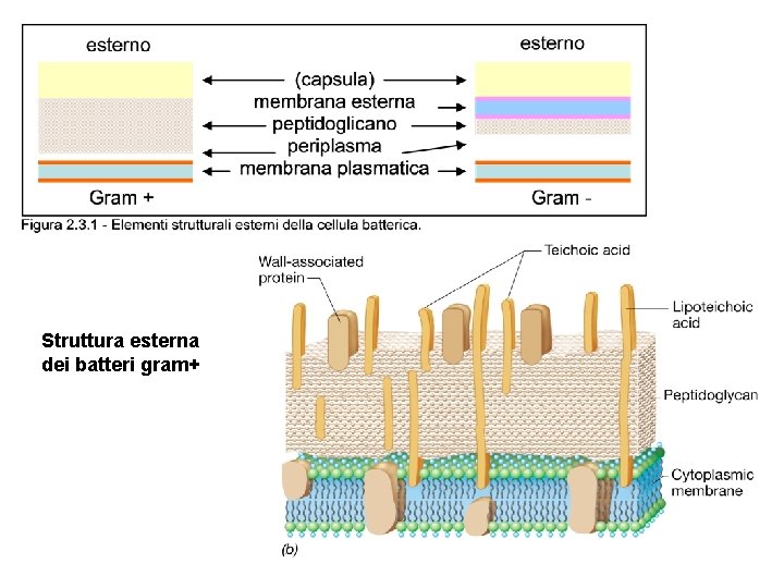 Struttura esterna dei batteri gram+ 