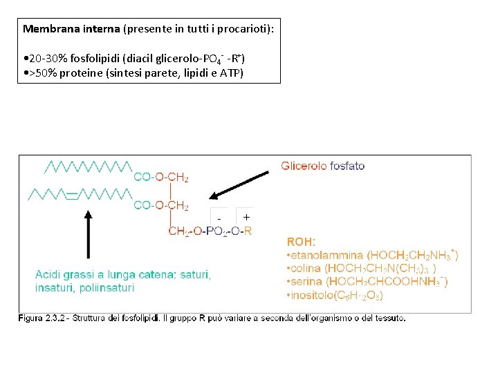 Membrana interna (presente in tutti i procarioti): • 20 -30% fosfolipidi (diacil glicerolo-PO 4