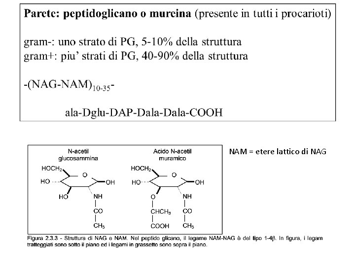 NAM = etere lattico di NAG 