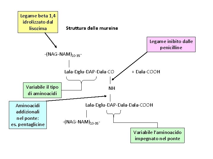 Legame beta 1, 4 idrolizzato dal lisozima Struttura delle mureine Legame inibito dalle penicilline