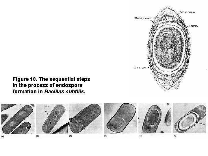 Figure 18. The sequential steps in the process of endospore formation in Bacillus subtilis.