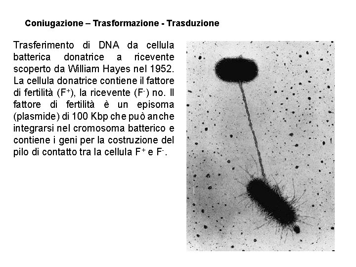 Coniugazione – Trasformazione - Trasduzione Trasferimento di DNA da cellula batterica donatrice a ricevente