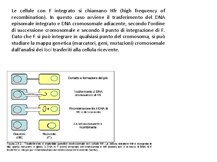 Le cellule con F integrato si chiamano Hfr (high frequency of recombination). In questo