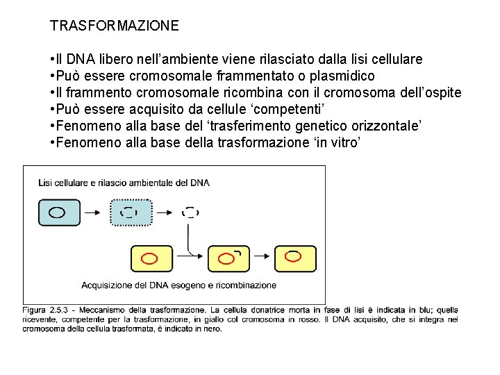 TRASFORMAZIONE • Il DNA libero nell’ambiente viene rilasciato dalla lisi cellulare • Può essere