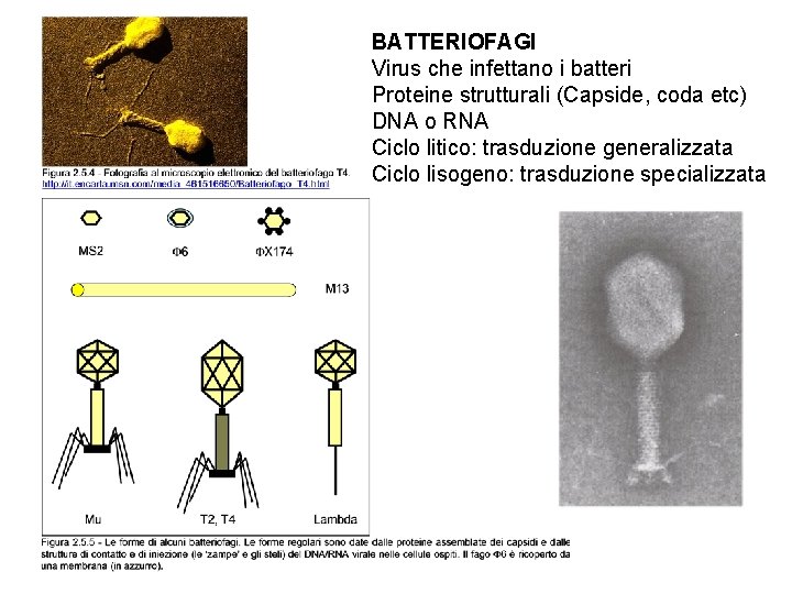 BATTERIOFAGI Virus che infettano i batteri Proteine strutturali (Capside, coda etc) DNA o RNA