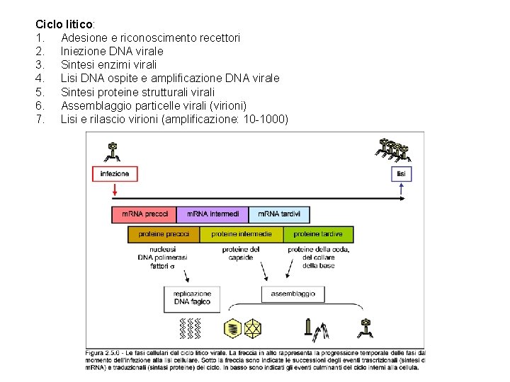 Ciclo litico: 1. Adesione e riconoscimento recettori 2. Iniezione DNA virale 3. Sintesi enzimi
