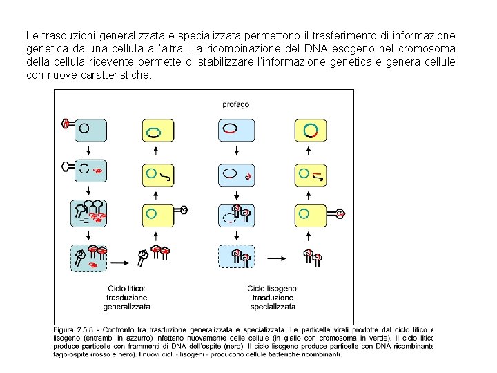 Le trasduzioni generalizzata e specializzata permettono il trasferimento di informazione genetica da una cellula