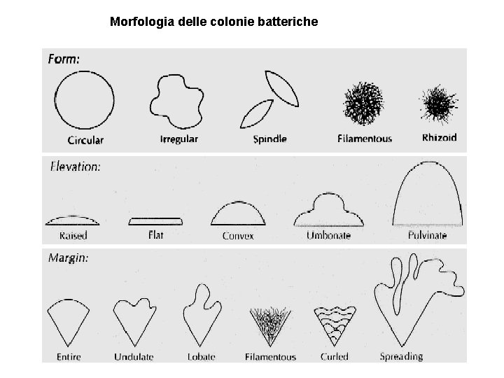 Morfologia delle colonie batteriche 