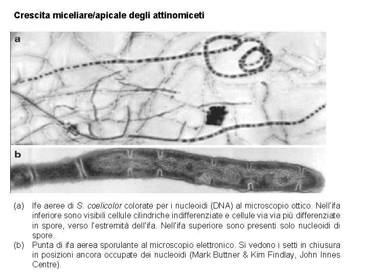 Crescita miceliare/apicale degli attinomiceti (a) Ife aeree di S. coelicolorate per i nucleoidi (DNA)