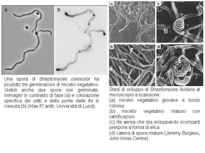 Una spora di Streptomyces coelicolor ha prodotto tre germinazioni di micelio vegetativo. Visibili anche