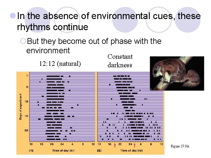 l In the absence of environmental cues, these rhythms continue ¡But they become out l In the absence of environmental cues, these rhythms continue ¡But they become out