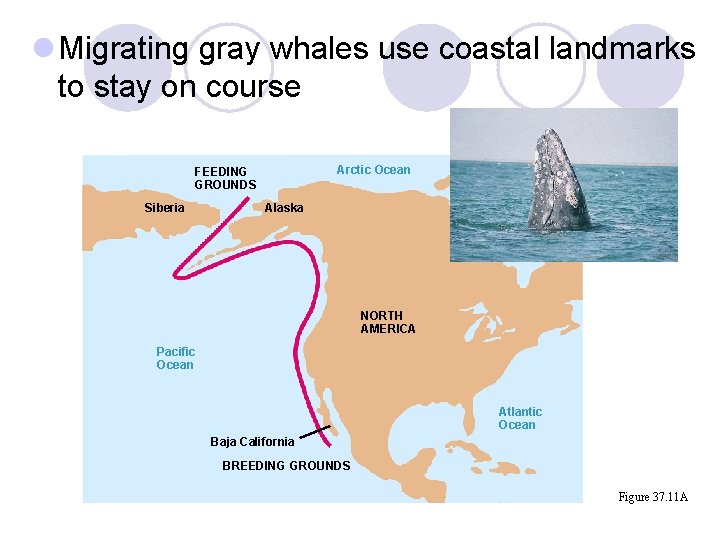 l Migrating gray whales use coastal landmarks to stay on course Arctic Ocean FEEDING l Migrating gray whales use coastal landmarks to stay on course Arctic Ocean FEEDING