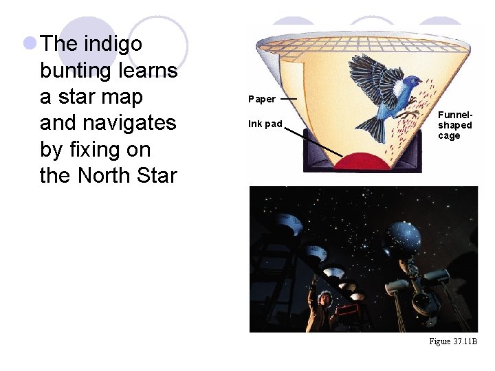 l The indigo bunting learns a star map and navigates by fixing on the l The indigo bunting learns a star map and navigates by fixing on the