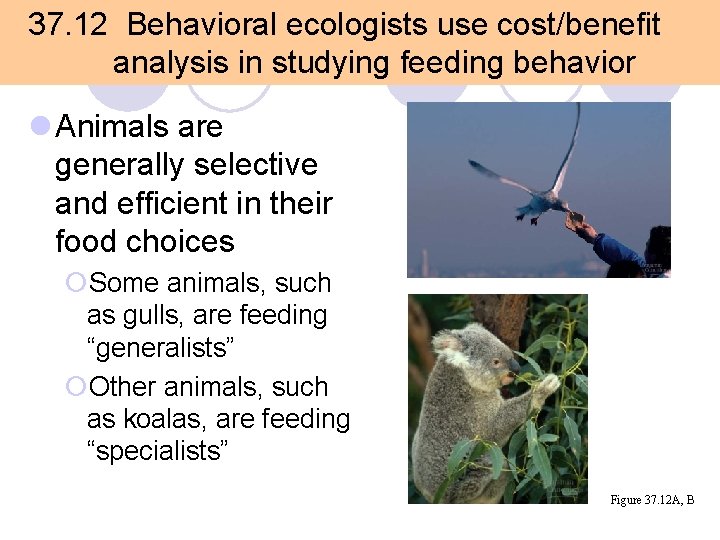 37. 12 Behavioral ecologists use cost/benefit analysis in studying feeding behavior l Animals are 37. 12 Behavioral ecologists use cost/benefit analysis in studying feeding behavior l Animals are