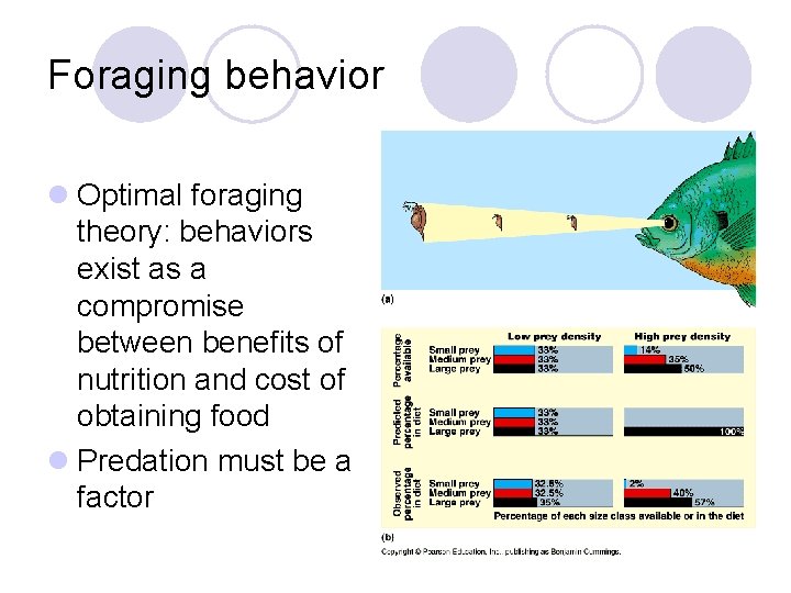 Foraging behavior l Optimal foraging theory: behaviors exist as a compromise between benefits of Foraging behavior l Optimal foraging theory: behaviors exist as a compromise between benefits of