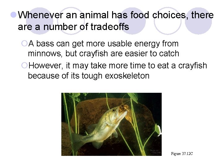 l Whenever an animal has food choices, there a number of tradeoffs ¡A bass l Whenever an animal has food choices, there a number of tradeoffs ¡A bass