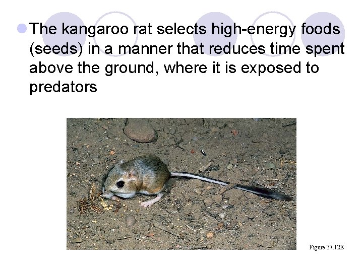 l The kangaroo rat selects high-energy foods (seeds) in a manner that reduces time l The kangaroo rat selects high-energy foods (seeds) in a manner that reduces time