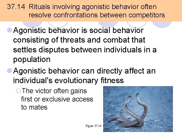 37. 14 Rituals involving agonistic behavior often resolve confrontations between competitors l Agonistic behavior 37. 14 Rituals involving agonistic behavior often resolve confrontations between competitors l Agonistic behavior