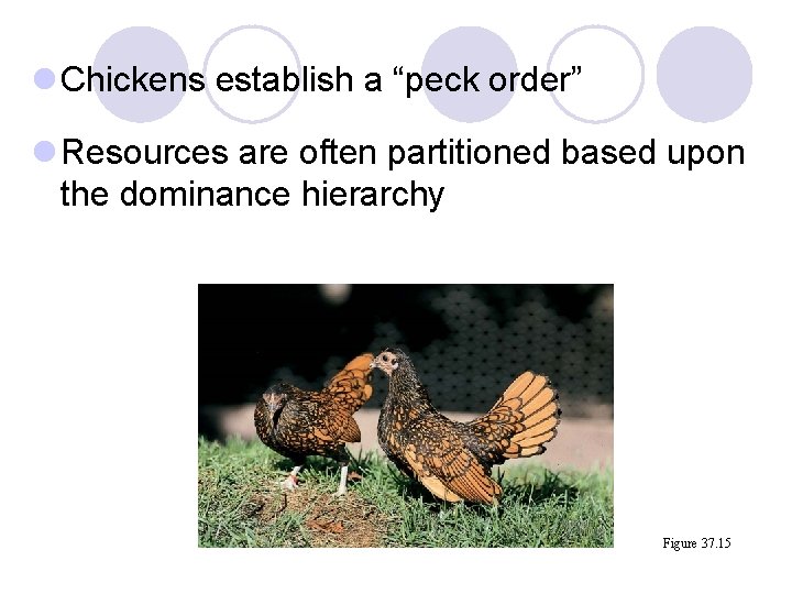 l Chickens establish a “peck order” l Resources are often partitioned based upon the l Chickens establish a “peck order” l Resources are often partitioned based upon the