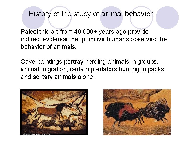 History of the study of animal behavior Paleolithic art from 40, 000+ years ago History of the study of animal behavior Paleolithic art from 40, 000+ years ago