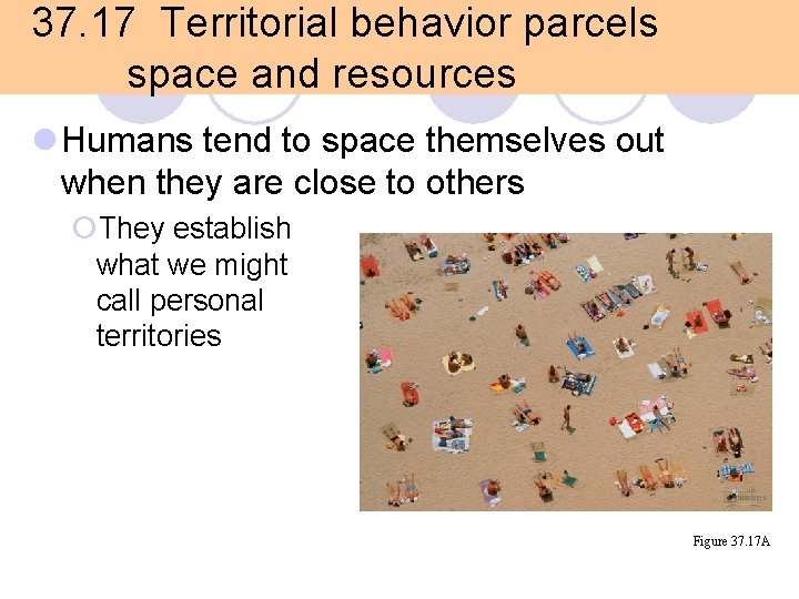 37. 17 Territorial behavior parcels space and resources l Humans tend to space themselves 37. 17 Territorial behavior parcels space and resources l Humans tend to space themselves