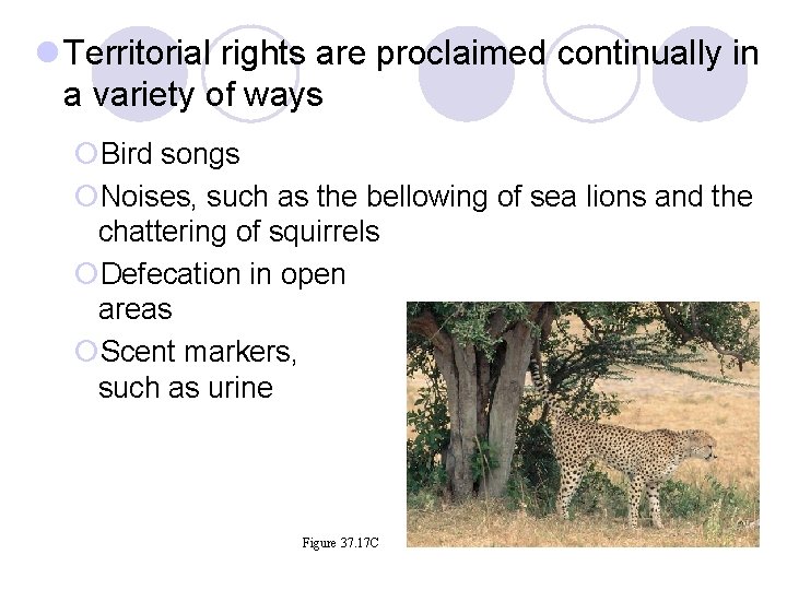 l Territorial rights are proclaimed continually in a variety of ways ¡Bird songs ¡Noises, l Territorial rights are proclaimed continually in a variety of ways ¡Bird songs ¡Noises,