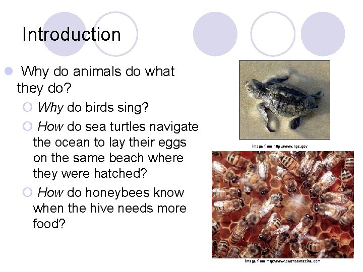 Introduction l Why do animals do what they do? ¡ Why do birds sing? Introduction l Why do animals do what they do? ¡ Why do birds sing?