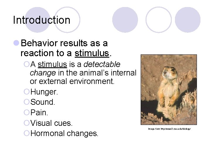 Introduction l Behavior results as a reaction to a stimulus. ¡A stimulus is a Introduction l Behavior results as a reaction to a stimulus. ¡A stimulus is a