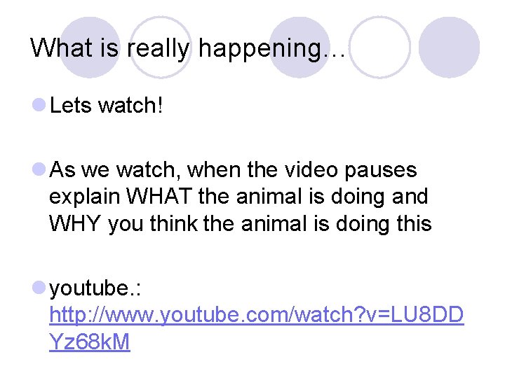 What is really happening… l Lets watch! l As we watch, when the video What is really happening… l Lets watch! l As we watch, when the video