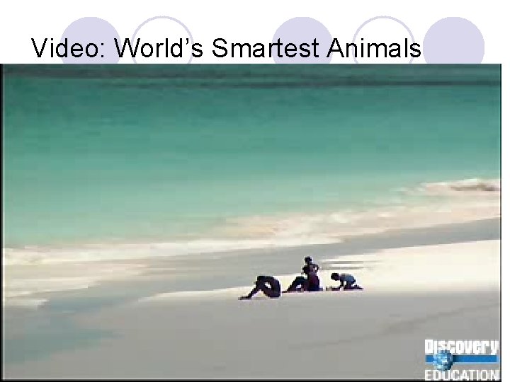 Video: World’s Smartest Animals Video: World’s Smartest Animals