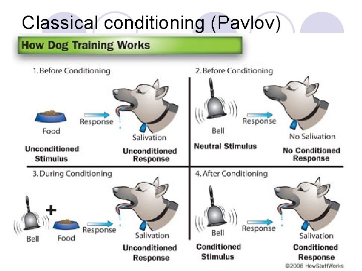 Classical conditioning (Pavlov) Classical conditioning (Pavlov)