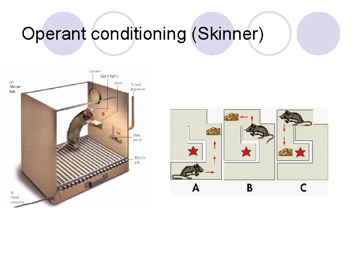 Operant conditioning (Skinner) Operant conditioning (Skinner)