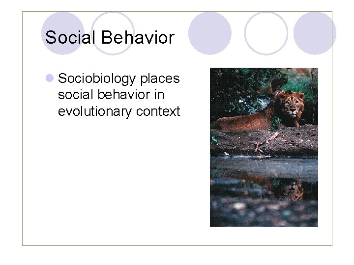 Social Behavior l Sociobiology places social behavior in evolutionary context Social Behavior l Sociobiology places social behavior in evolutionary context