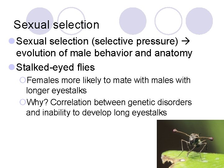 Sexual selection l Sexual selection (selective pressure) evolution of male behavior and anatomy l Sexual selection l Sexual selection (selective pressure) evolution of male behavior and anatomy l