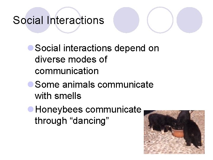 Social Interactions l Social interactions depend on diverse modes of communication l Some animals Social Interactions l Social interactions depend on diverse modes of communication l Some animals