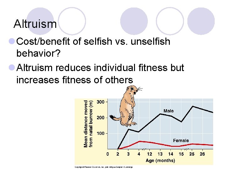 Altruism l Cost/benefit of selfish vs. unselfish behavior? l Altruism reduces individual fitness but Altruism l Cost/benefit of selfish vs. unselfish behavior? l Altruism reduces individual fitness but