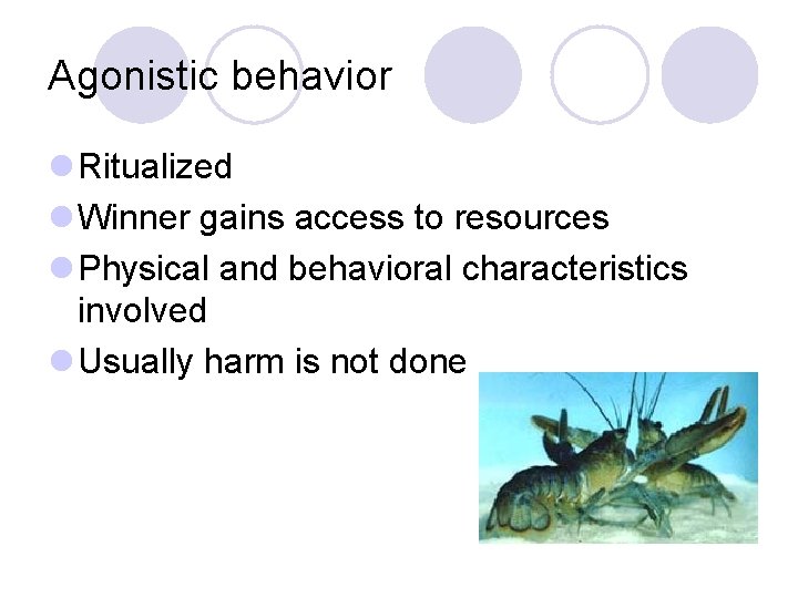 Agonistic behavior l Ritualized l Winner gains access to resources l Physical and behavioral Agonistic behavior l Ritualized l Winner gains access to resources l Physical and behavioral